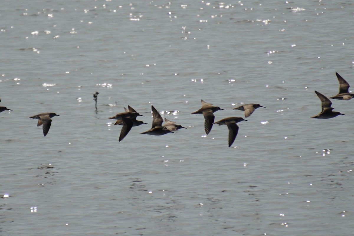 Gray-tailed Tattler - 吳 致謙