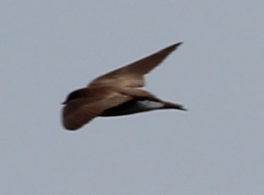 Northern Rough-winged Swallow - ML618957602