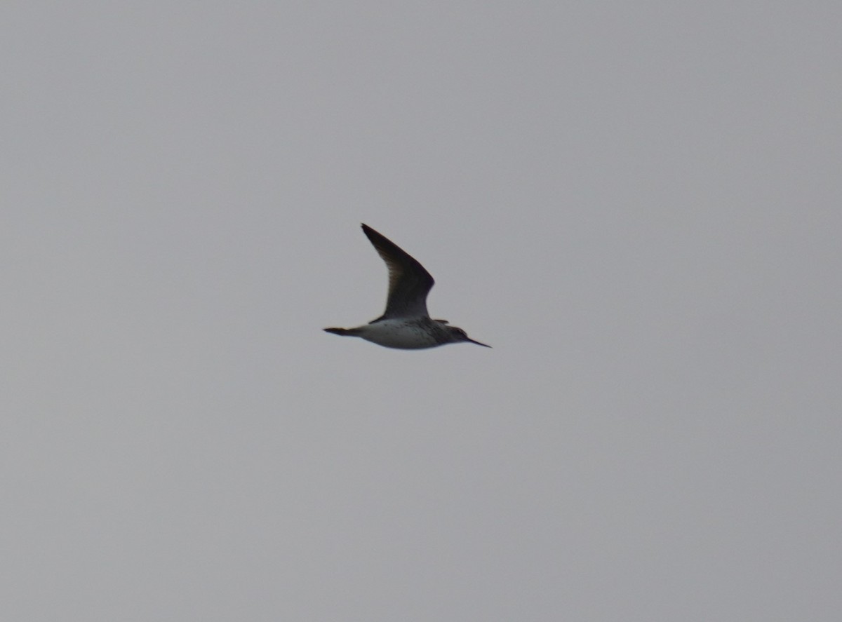 Common Greenshank - 吳 致謙