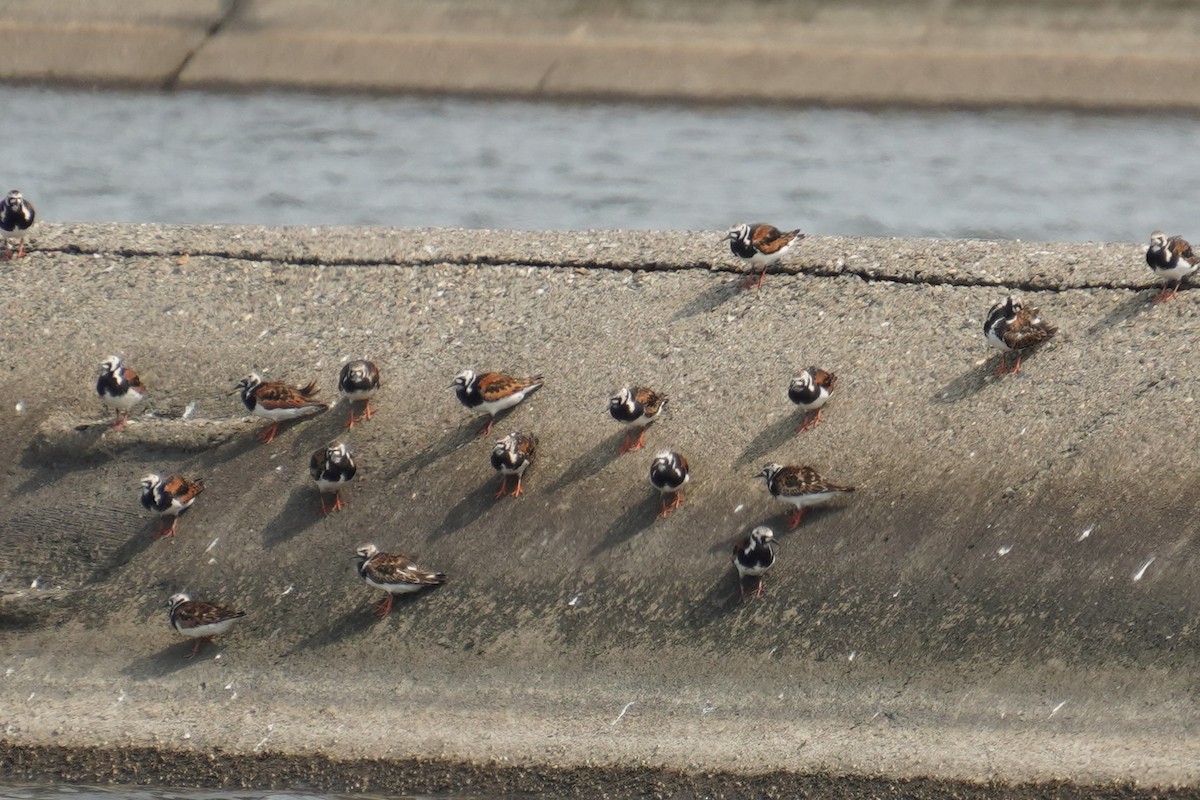 Ruddy Turnstone - 吳 致謙