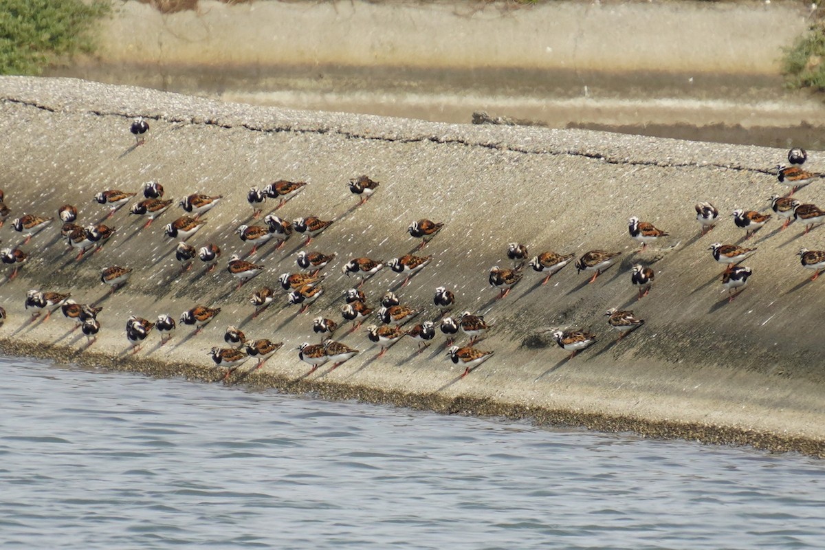 Ruddy Turnstone - 吳 致謙