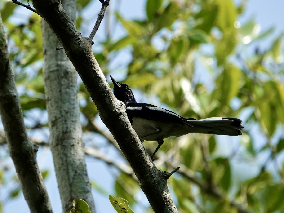 Brown-winged Kingfisher - ML618957612