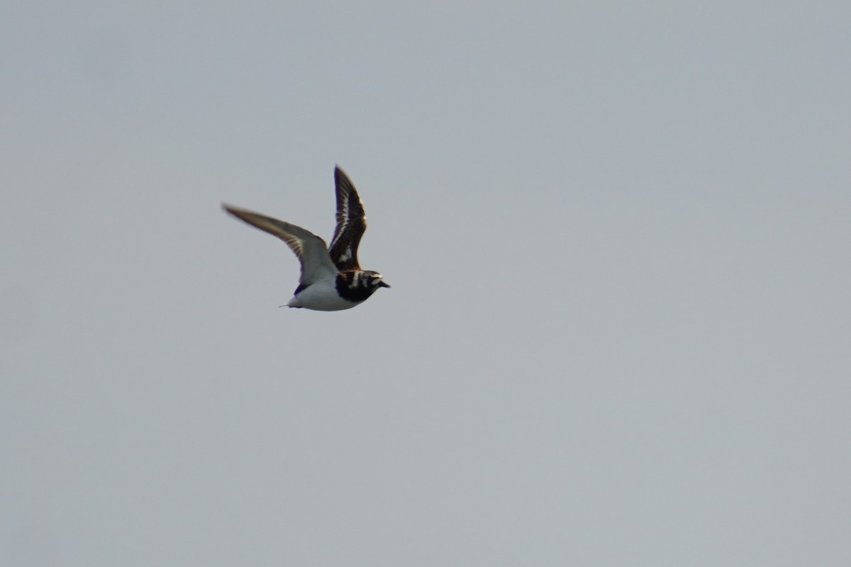 Ruddy Turnstone - ML618957616