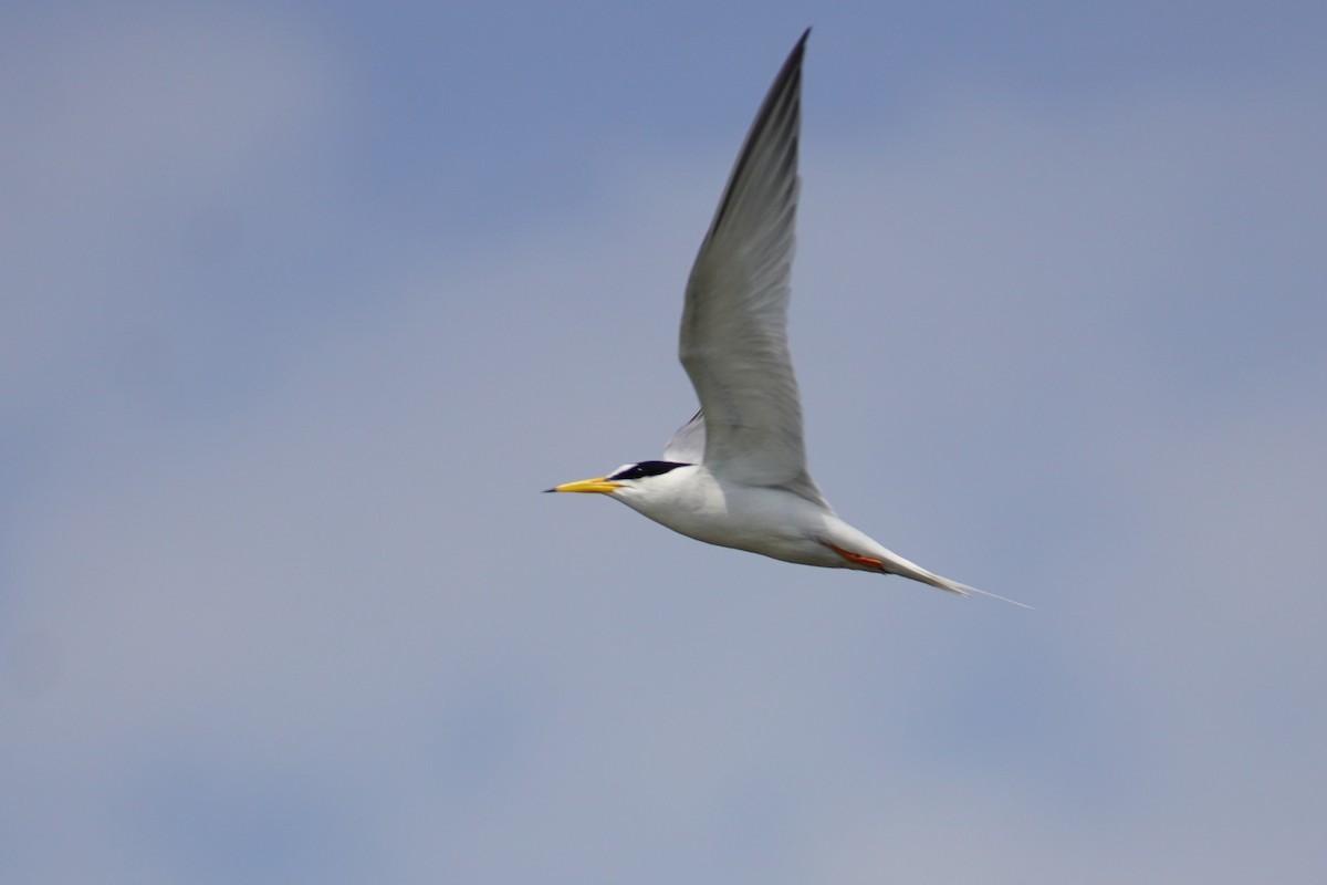 Little Tern - ML618957618