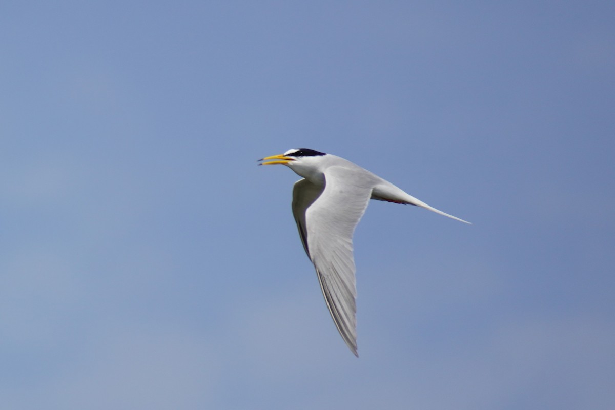 Little Tern - ML618957619