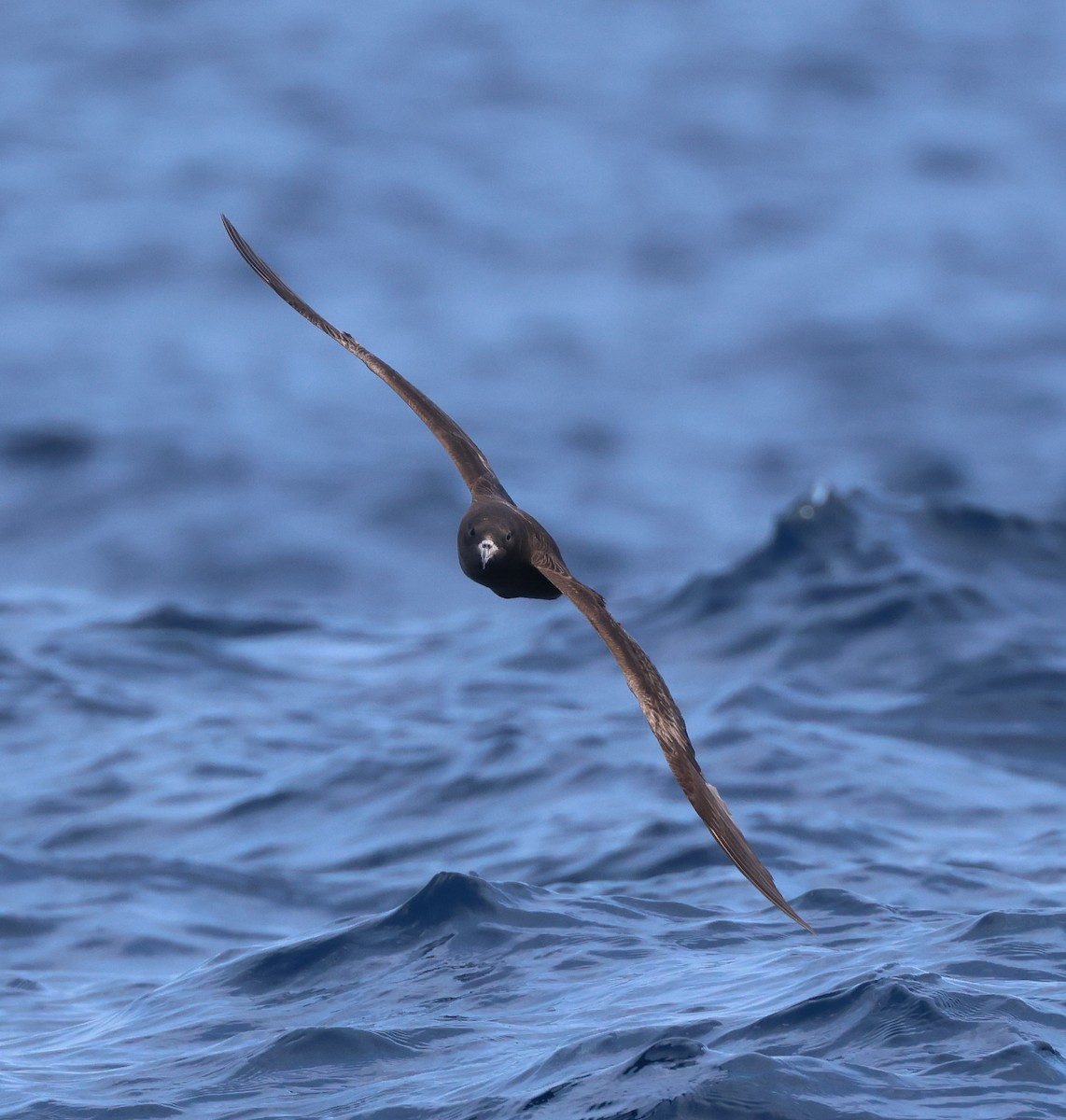 Flesh-footed Shearwater - Chi-Hsuan Shao