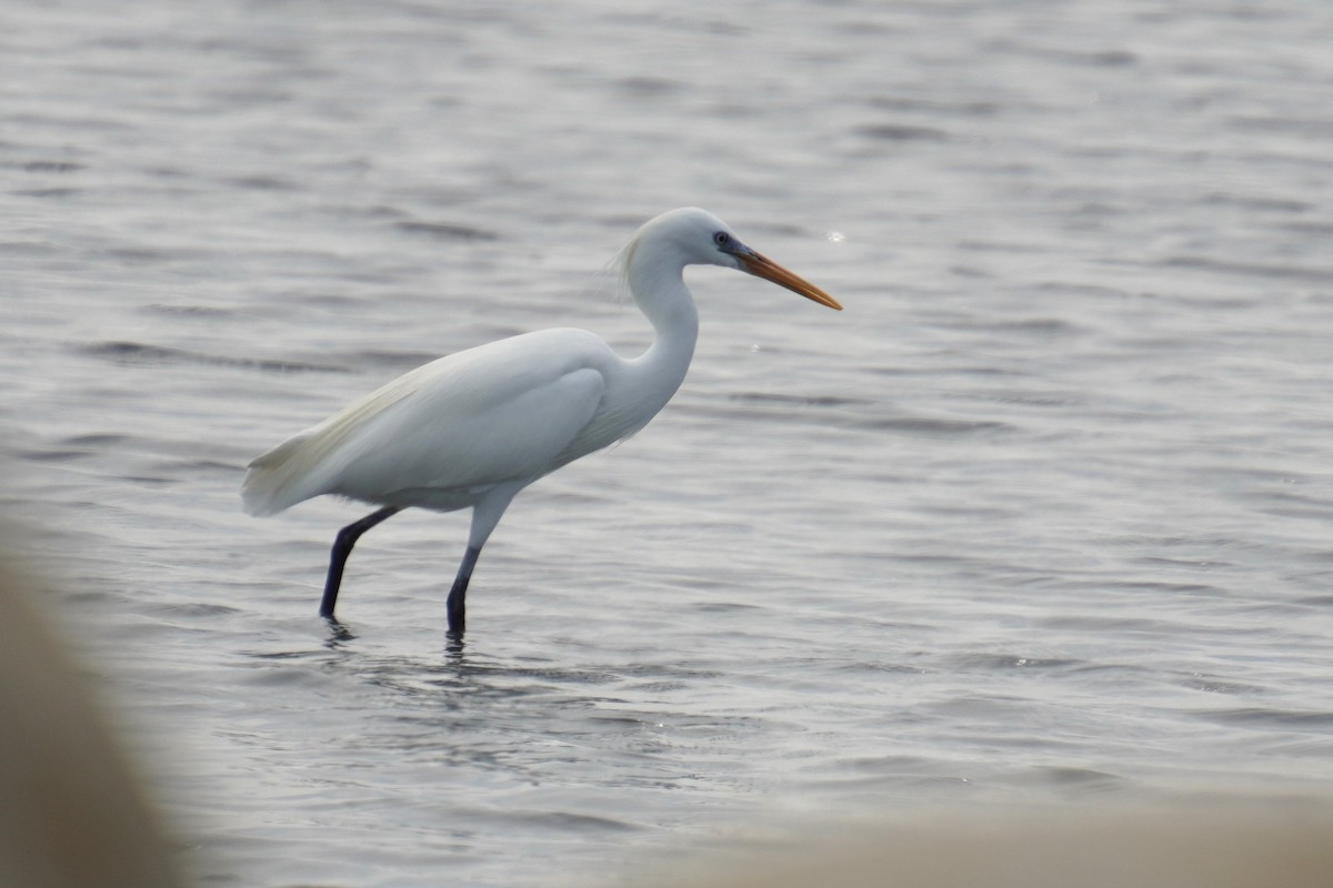 Chinese Egret - ML618957635