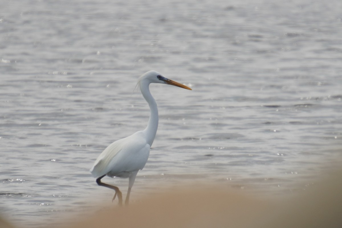 Chinese Egret - 吳 致謙