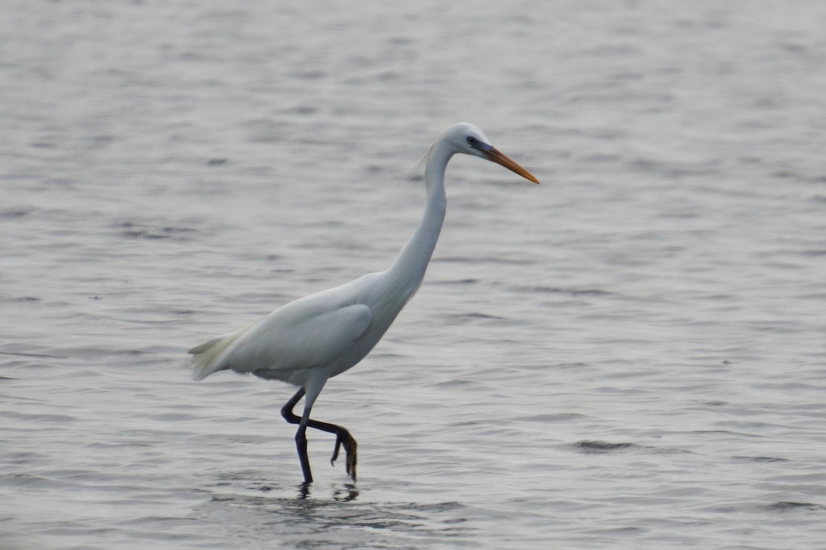 Chinese Egret - ML618957637