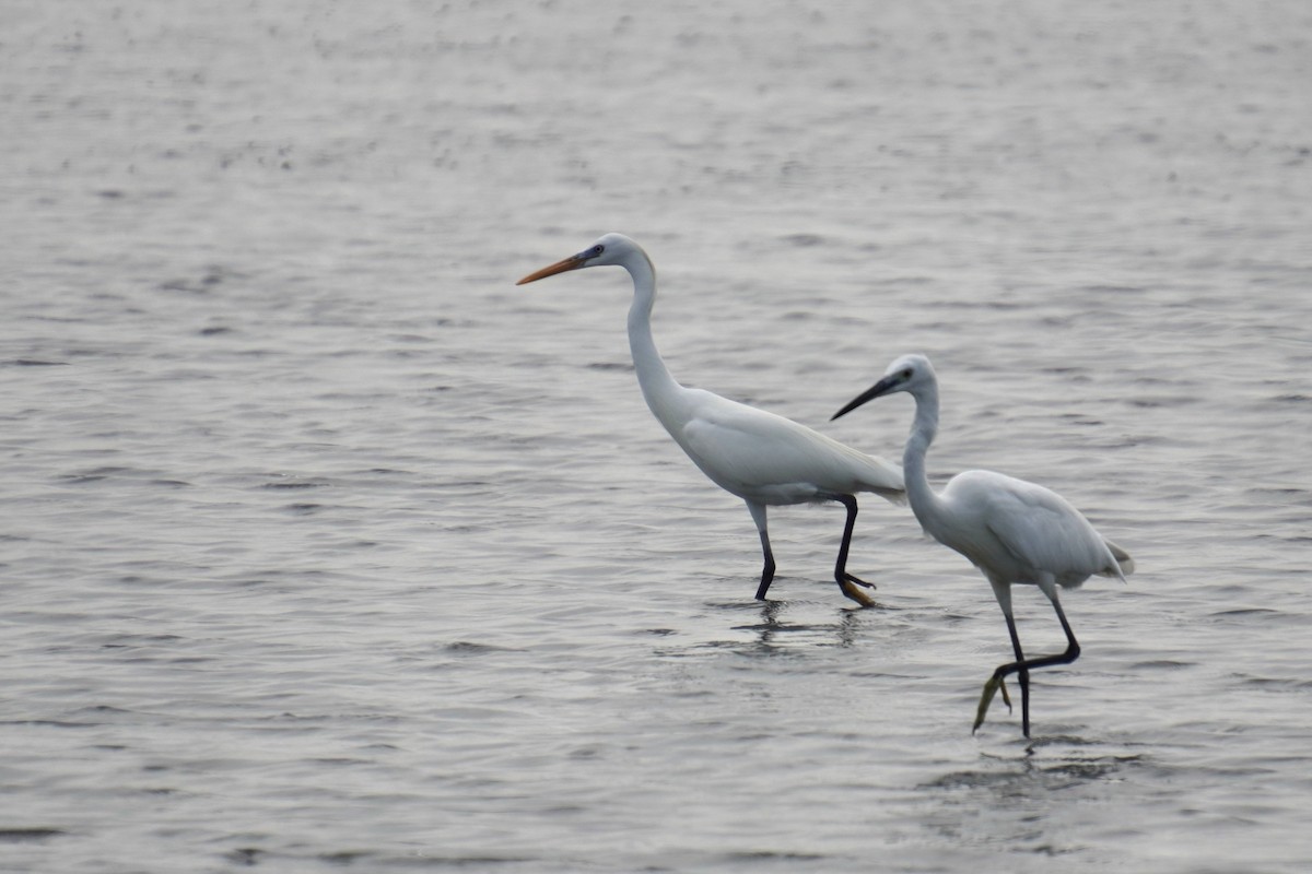 Chinese Egret - ML618957638