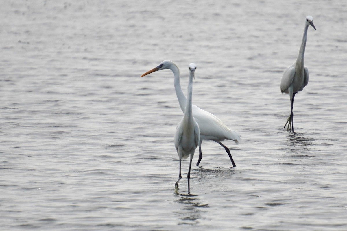 Chinese Egret - ML618957639