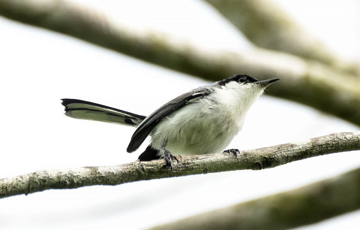 Gobemoucheron tropical (atricapilla) - ML618957640