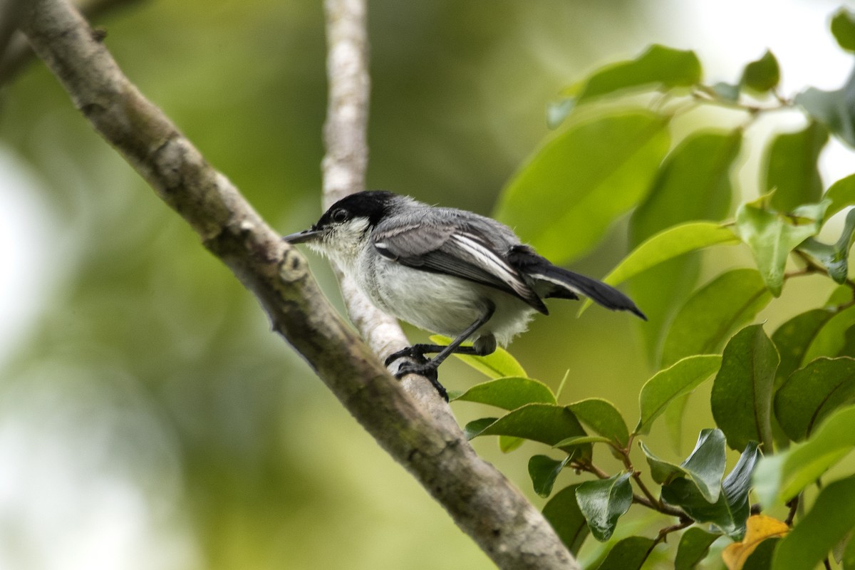 Perlita Tropical (atricapilla) - ML618957641