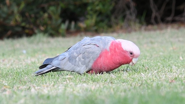 Cacatúa Galah - ML618957642