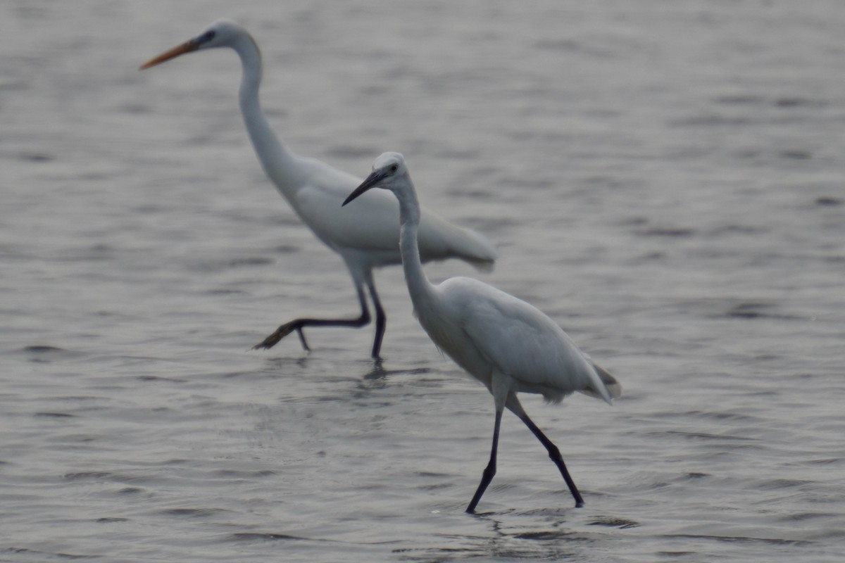 Little Egret - ML618957644