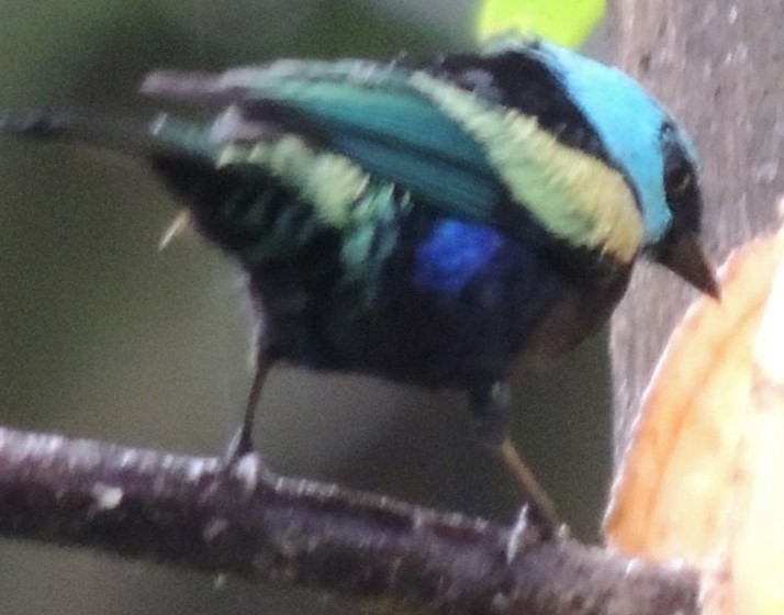 Blue-necked Tanager - Jeffrey C and Teresa B Freedman