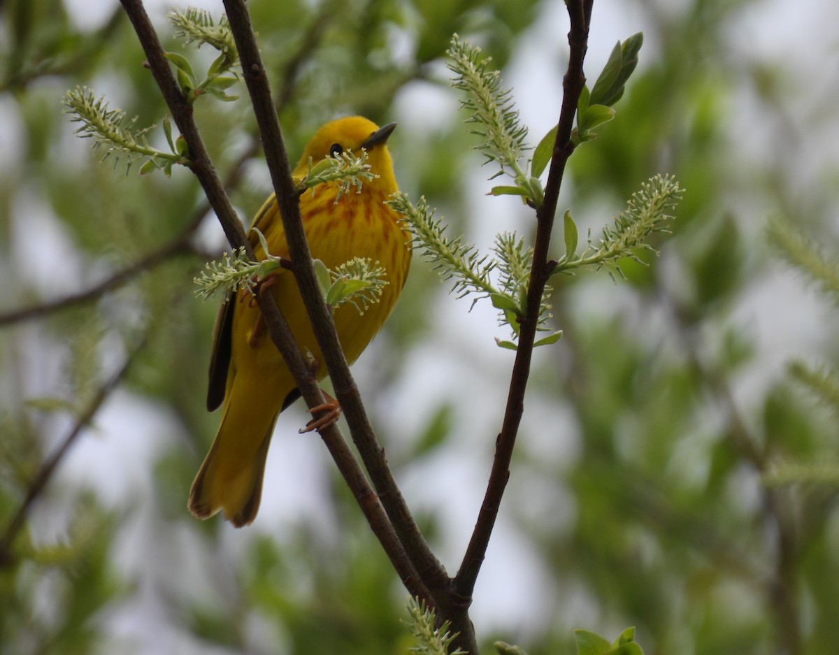 Yellow Warbler - ML618957647