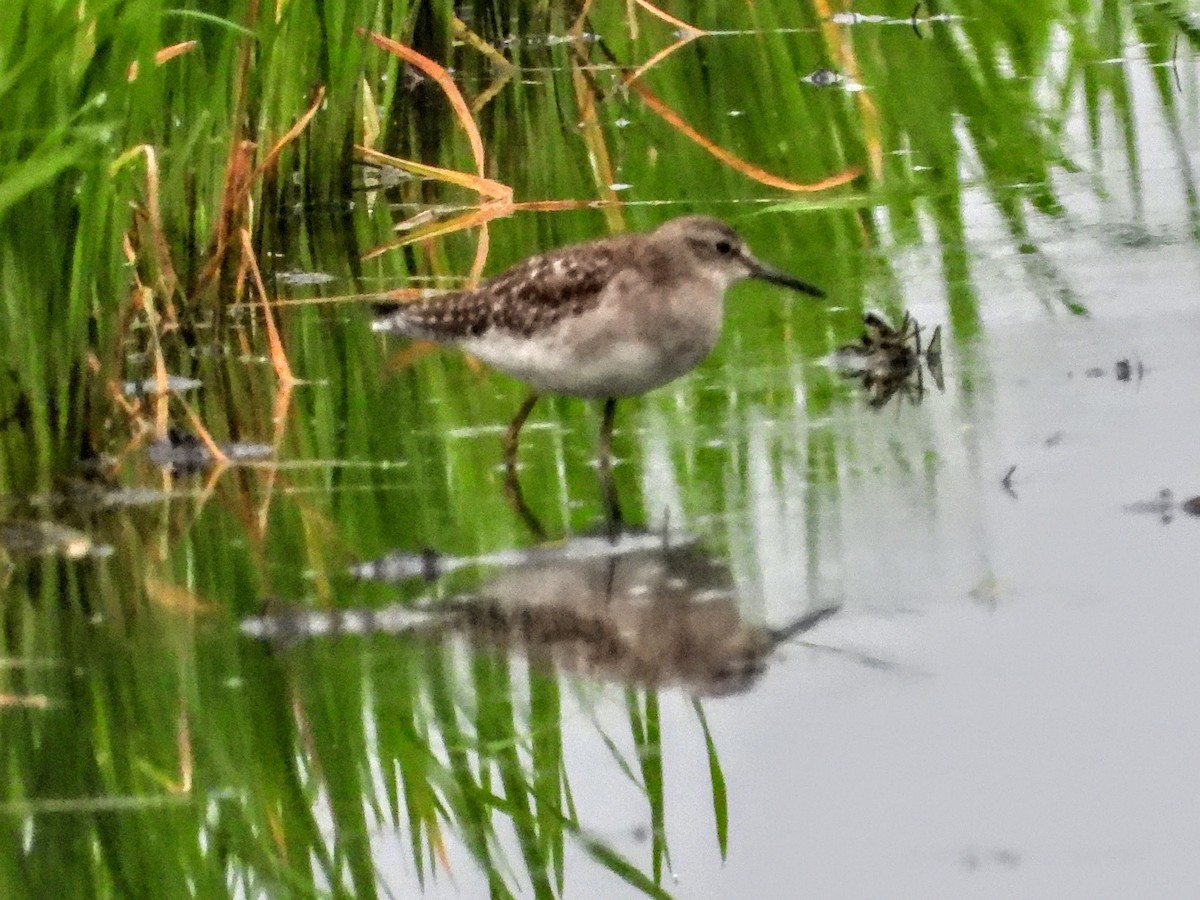 Wood Sandpiper - Warren Regelmann