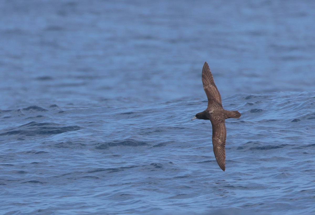 Flesh-footed Shearwater - Chi-Hsuan Shao