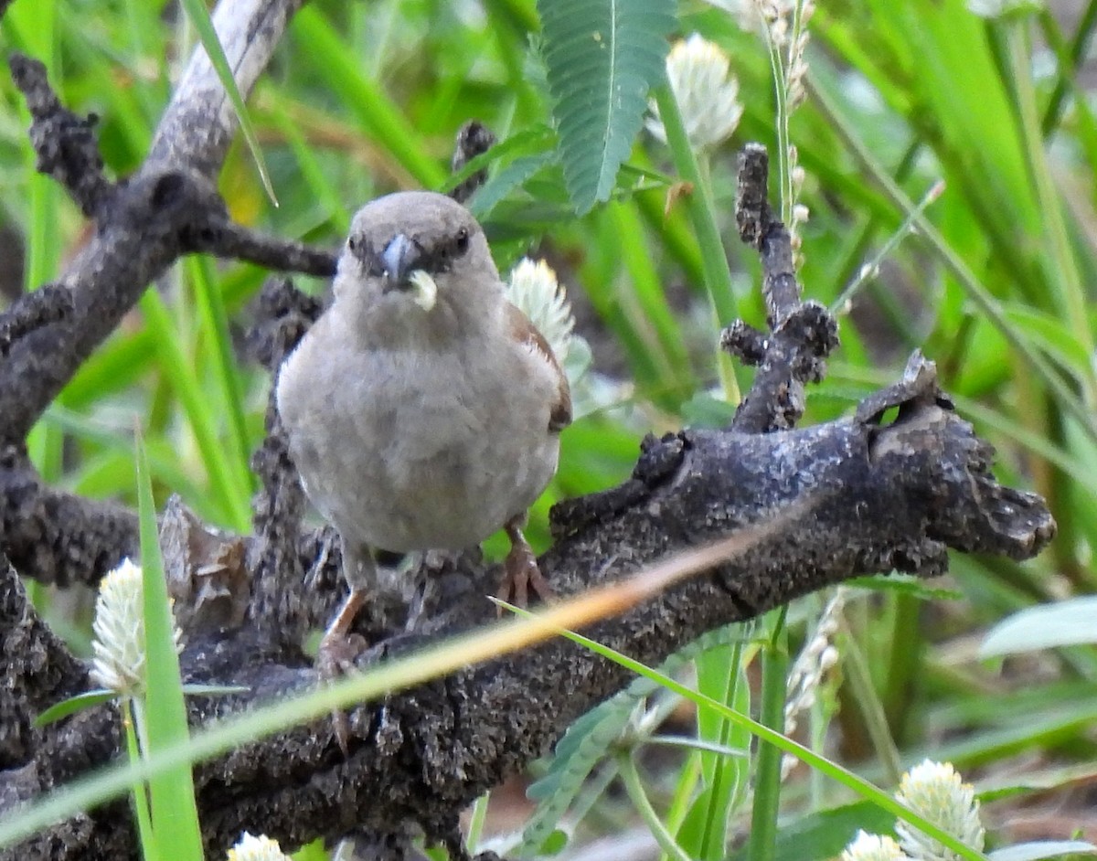 Moineau sud-africain - ML618957663