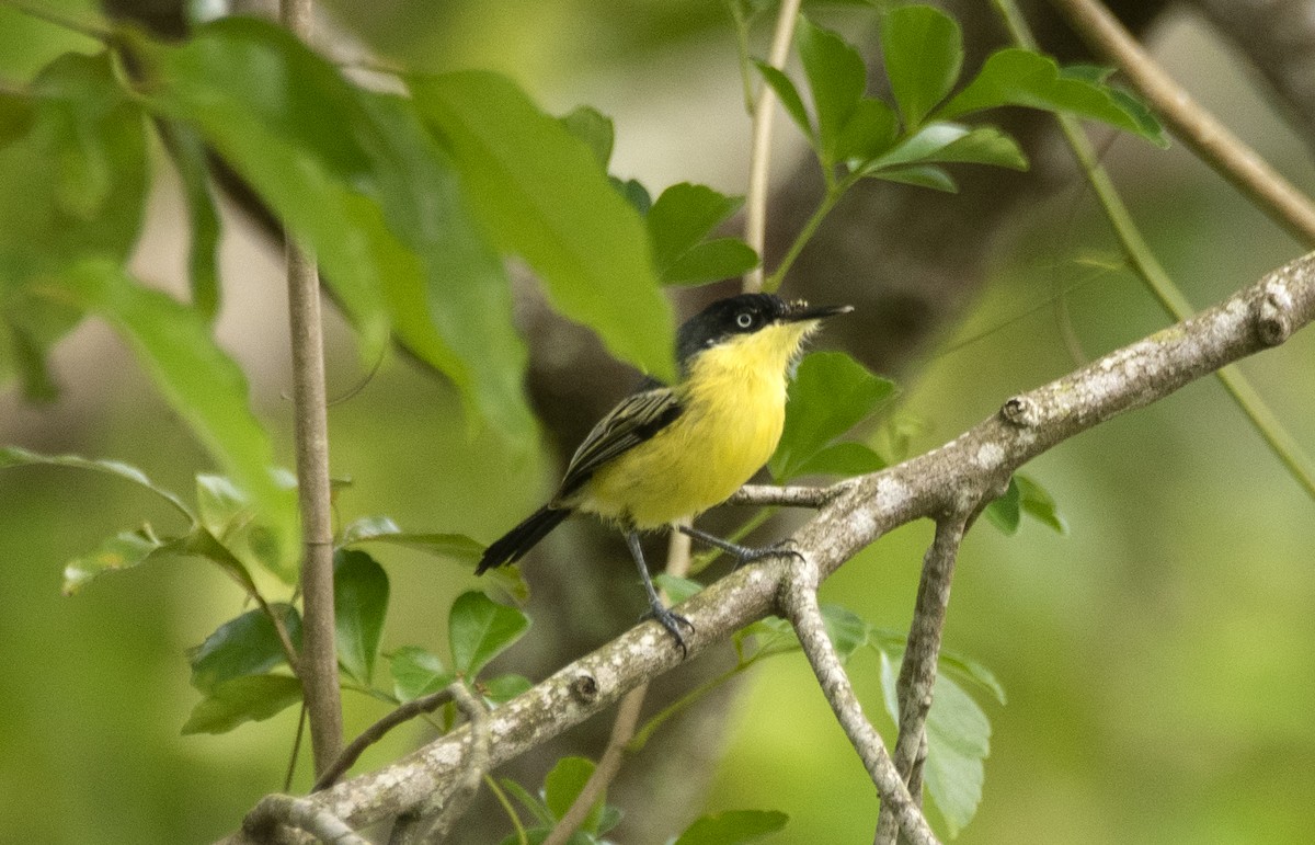 Common Tody-Flycatcher - Eduardo Vieira 17