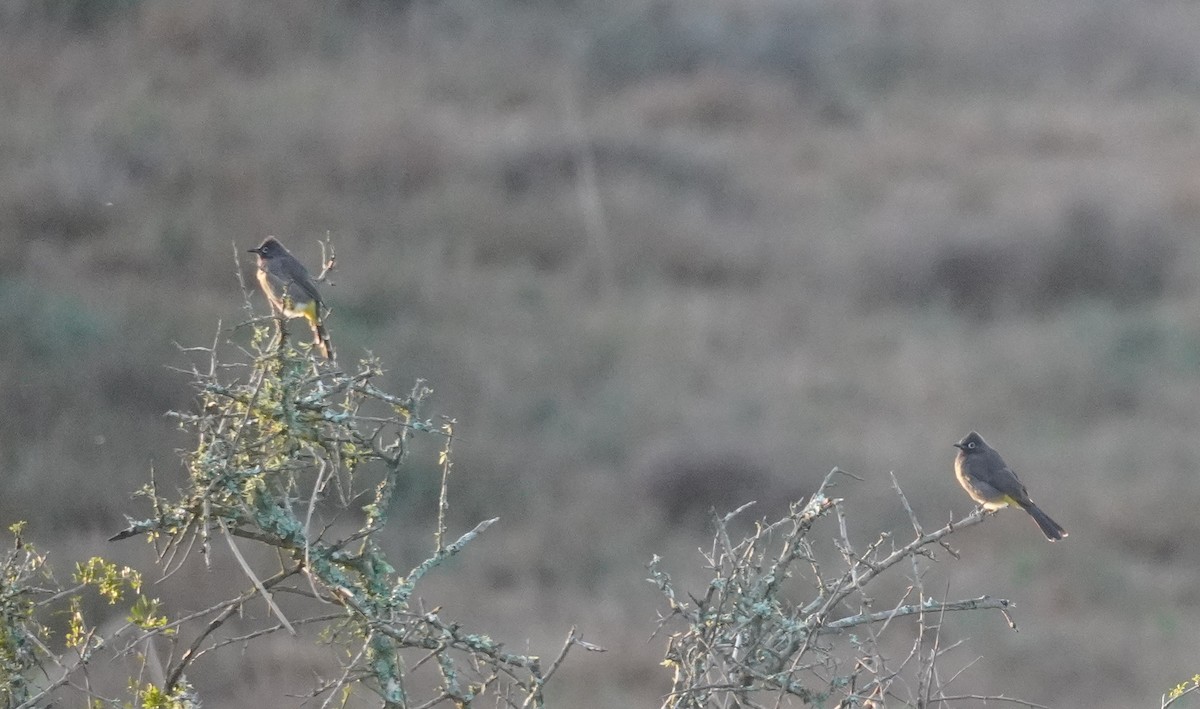 Bulbul de El Cabo - ML618957672