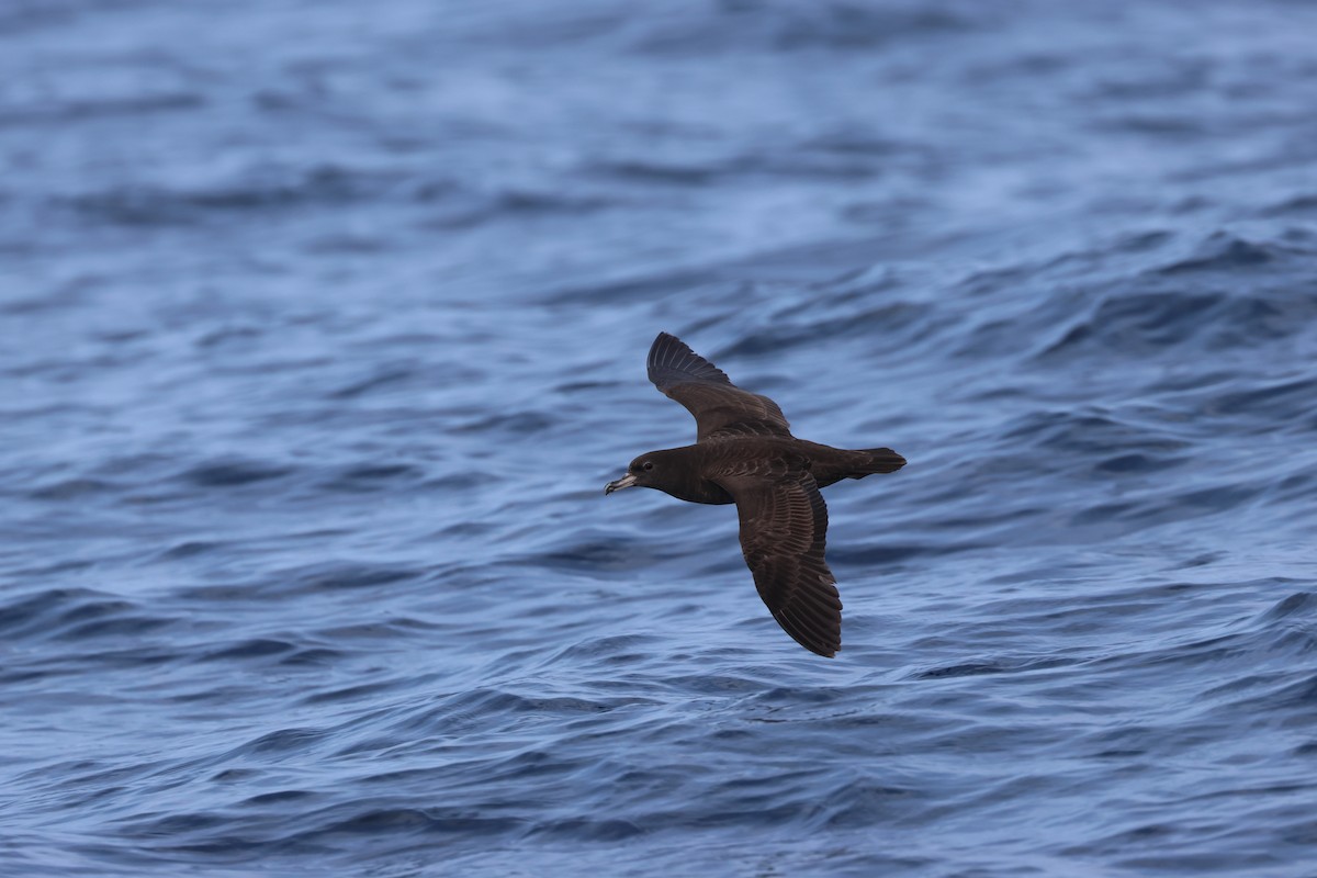 Flesh-footed Shearwater - Chi-Hsuan Shao