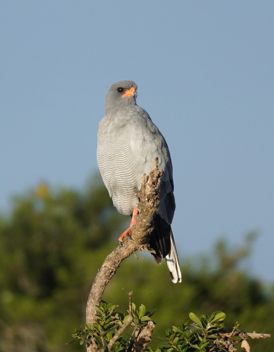 Pale Chanting-Goshawk - Sarah Foote