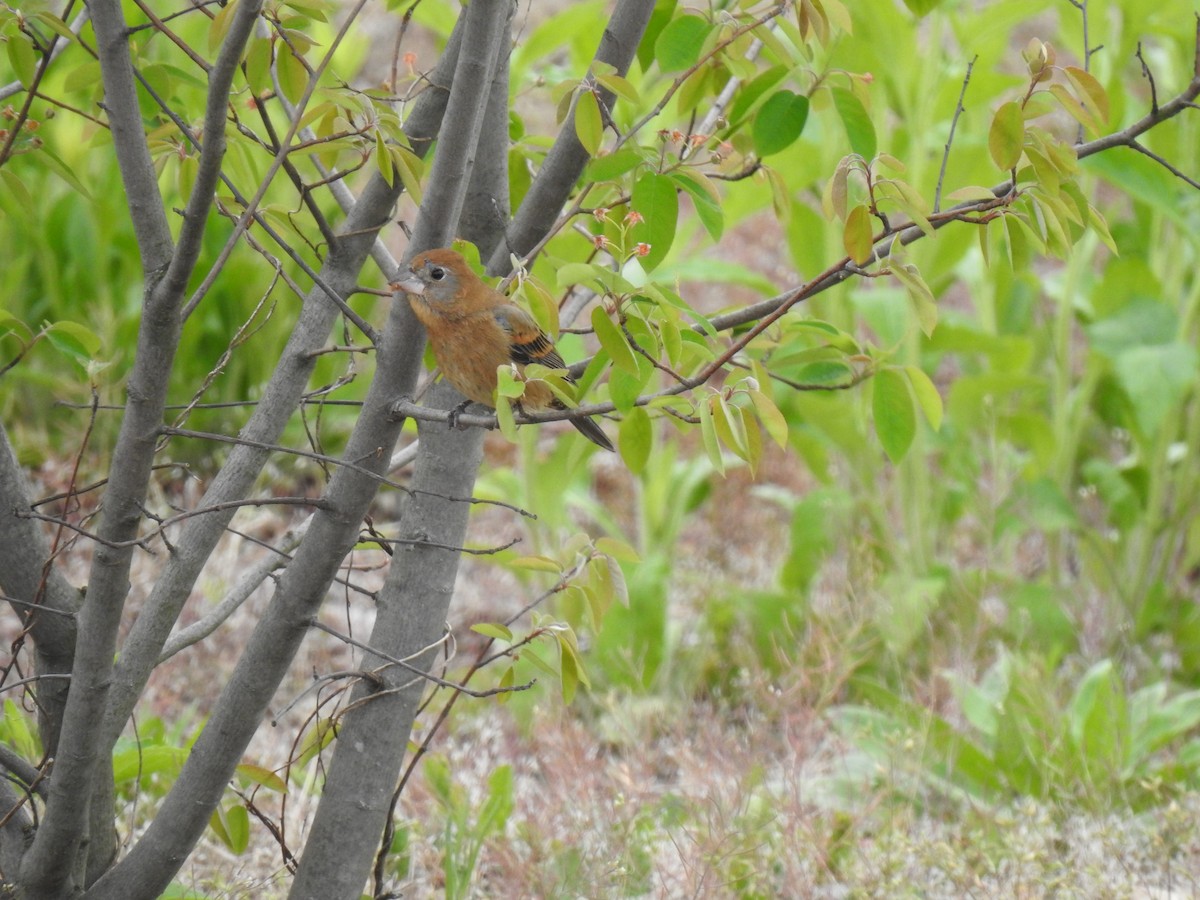 Blue Grosbeak - Jeremy Spool