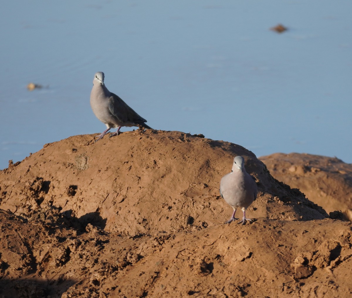 Ring-necked Dove - Sarah Foote