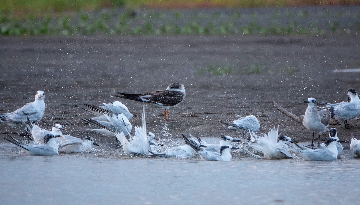 Sandwich Tern - Laura Voight