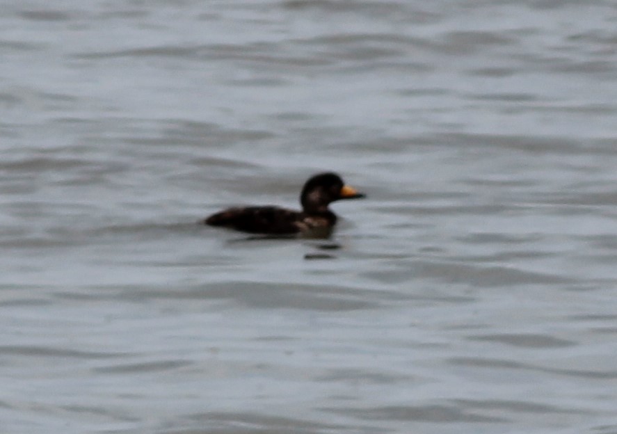 Black Scoter - ML618957733