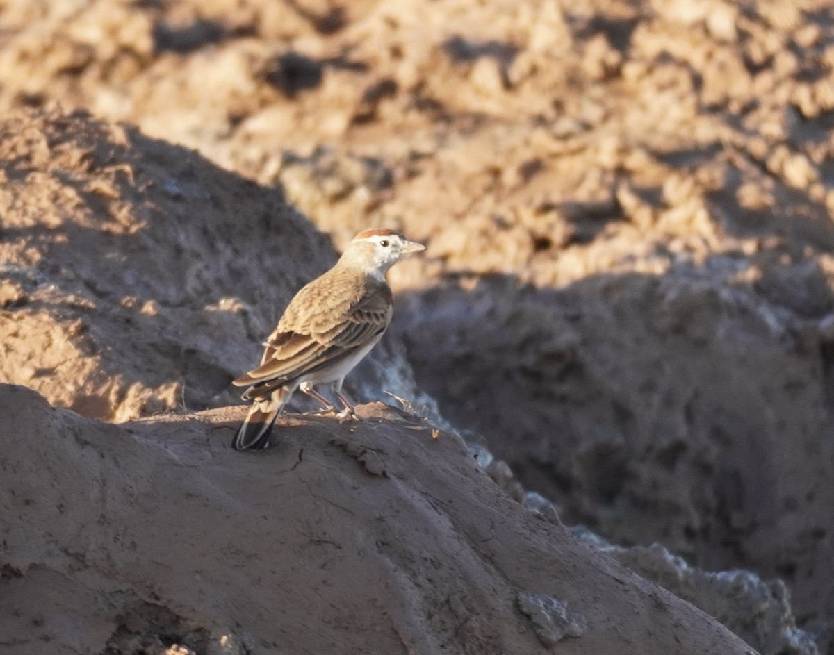 Red-capped Lark - Sarah Foote