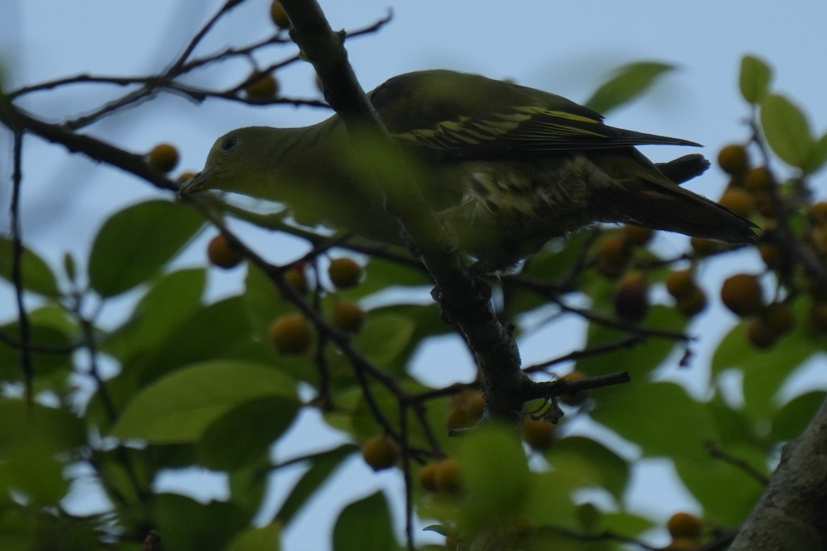 Gray-fronted Green-Pigeon - Sundar Muruganandhan