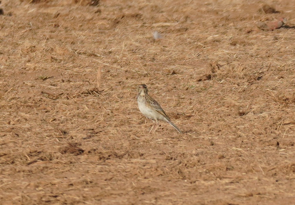 African Pipit - Sarah Foote