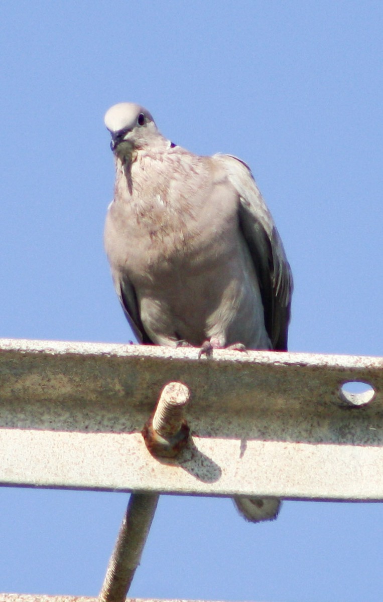 Eurasian Collared-Dove - yuzaima ortiz