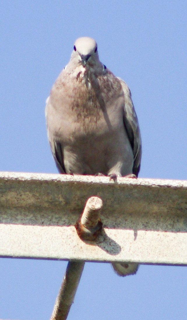 Eurasian Collared-Dove - yuzaima ortiz