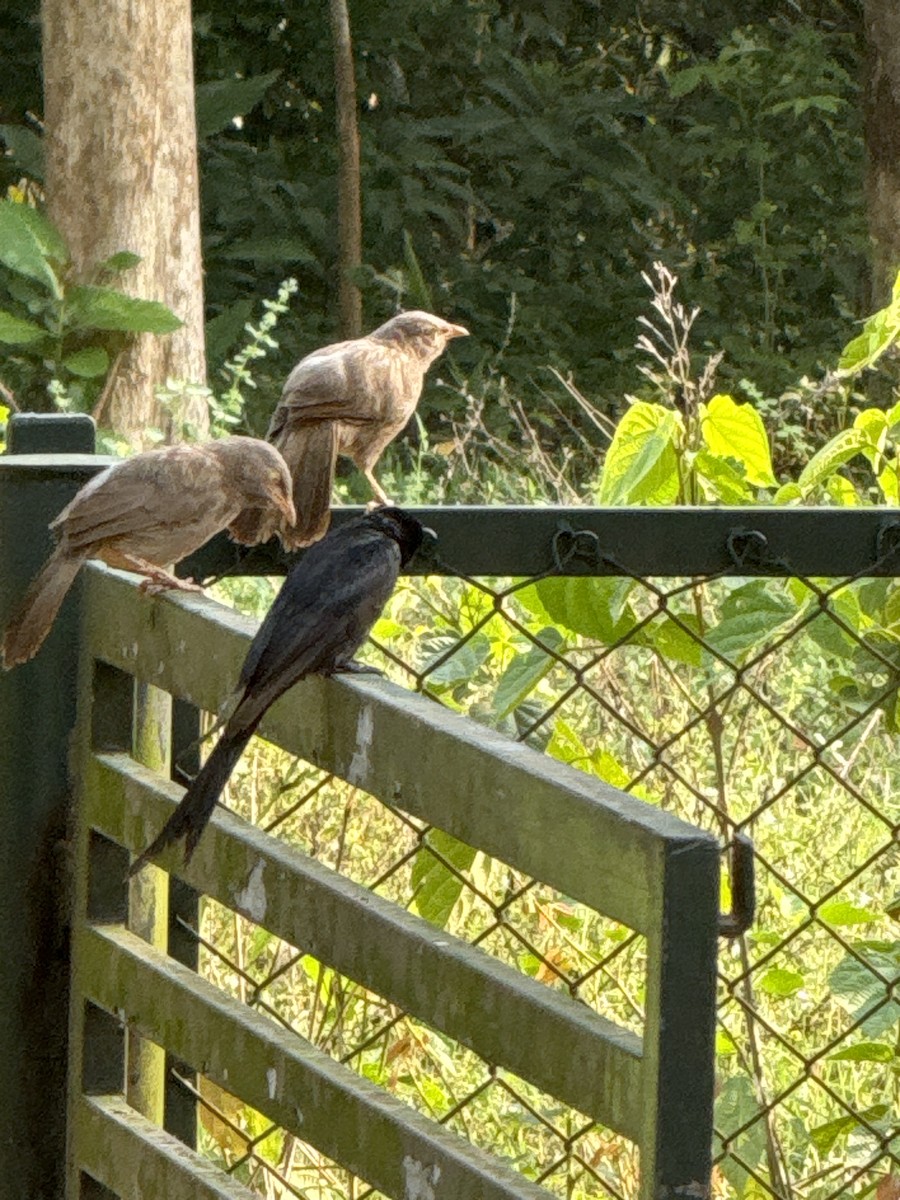 Jungle Babbler - Dinesh Kuruganti