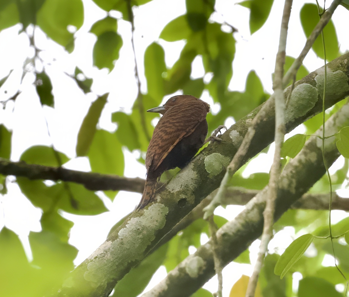 Rufous Woodpecker - Joseph Tobias