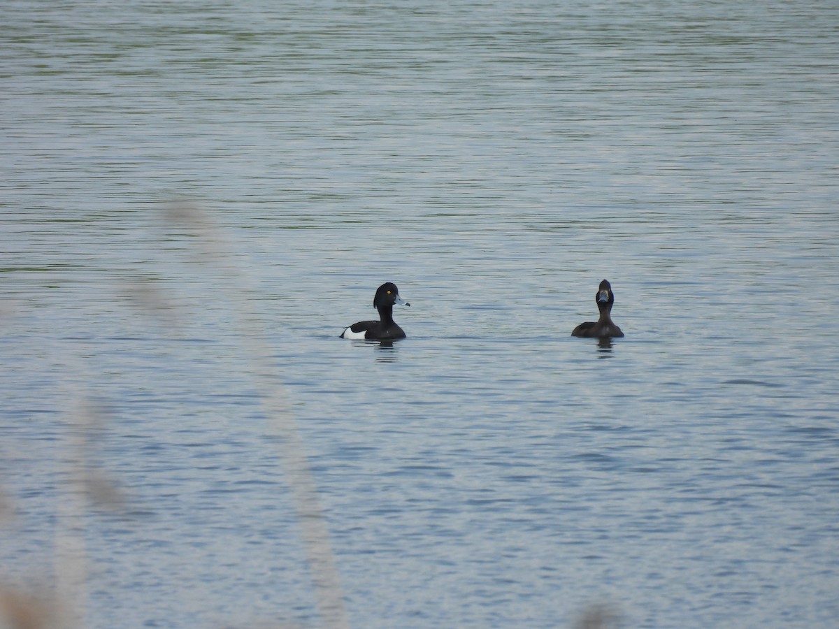 Tufted Duck - ML618957816