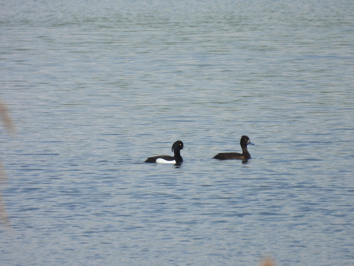 Tufted Duck - ML618957817