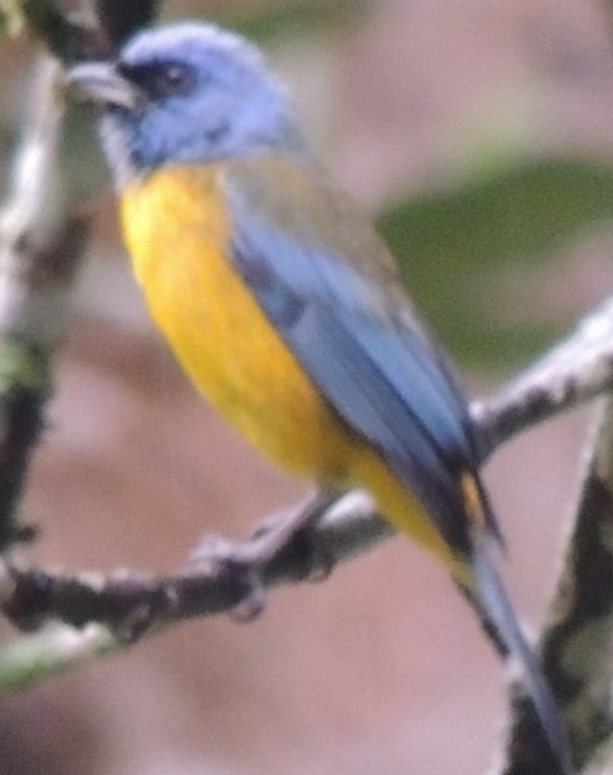 Blue-and-yellow Tanager - Jeffrey C and Teresa B Freedman