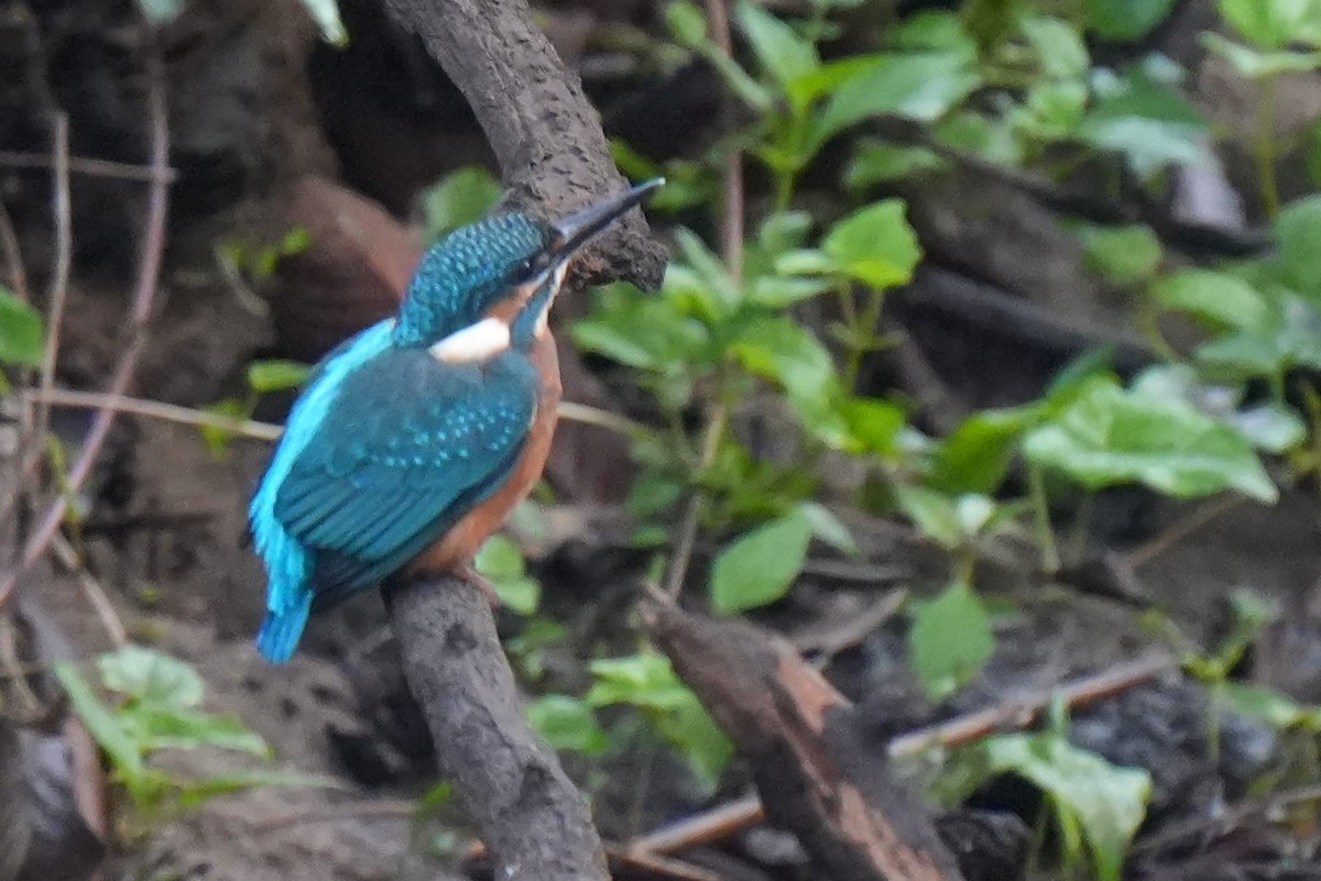 Martin-pêcheur d'Europe - ML618957827