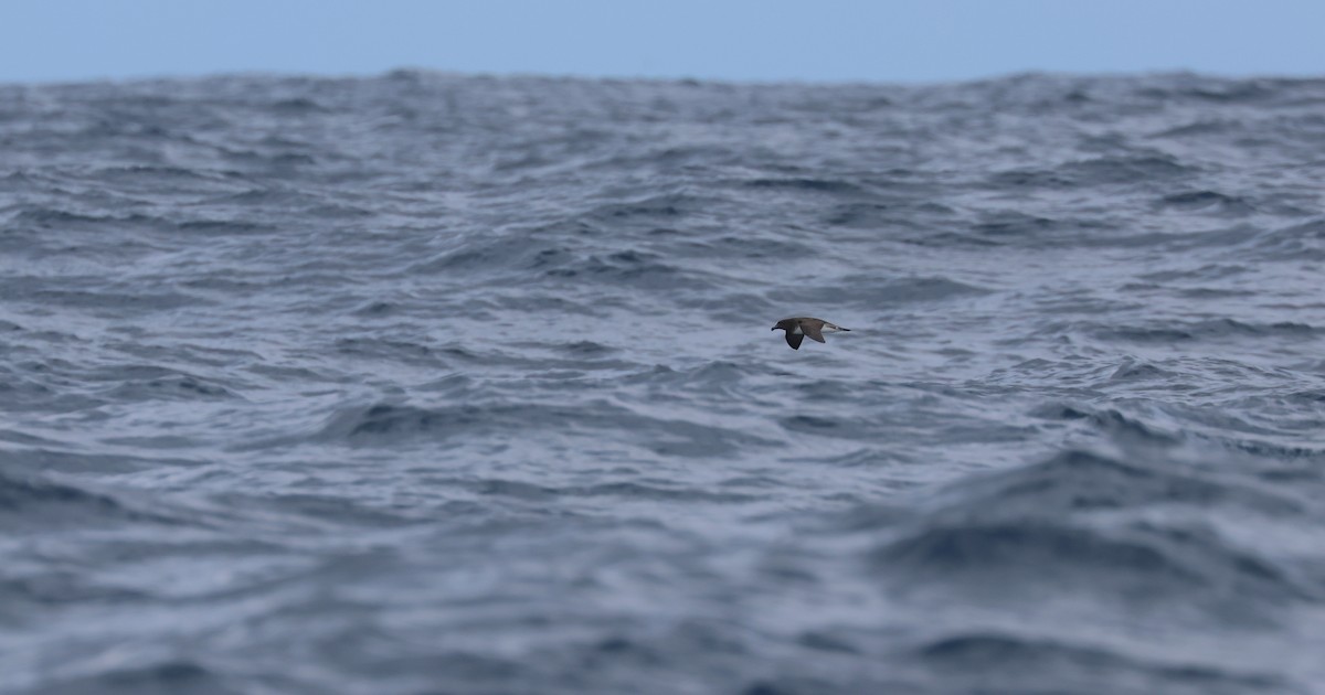 Tahiti Petrel - Chi-Hsuan Shao