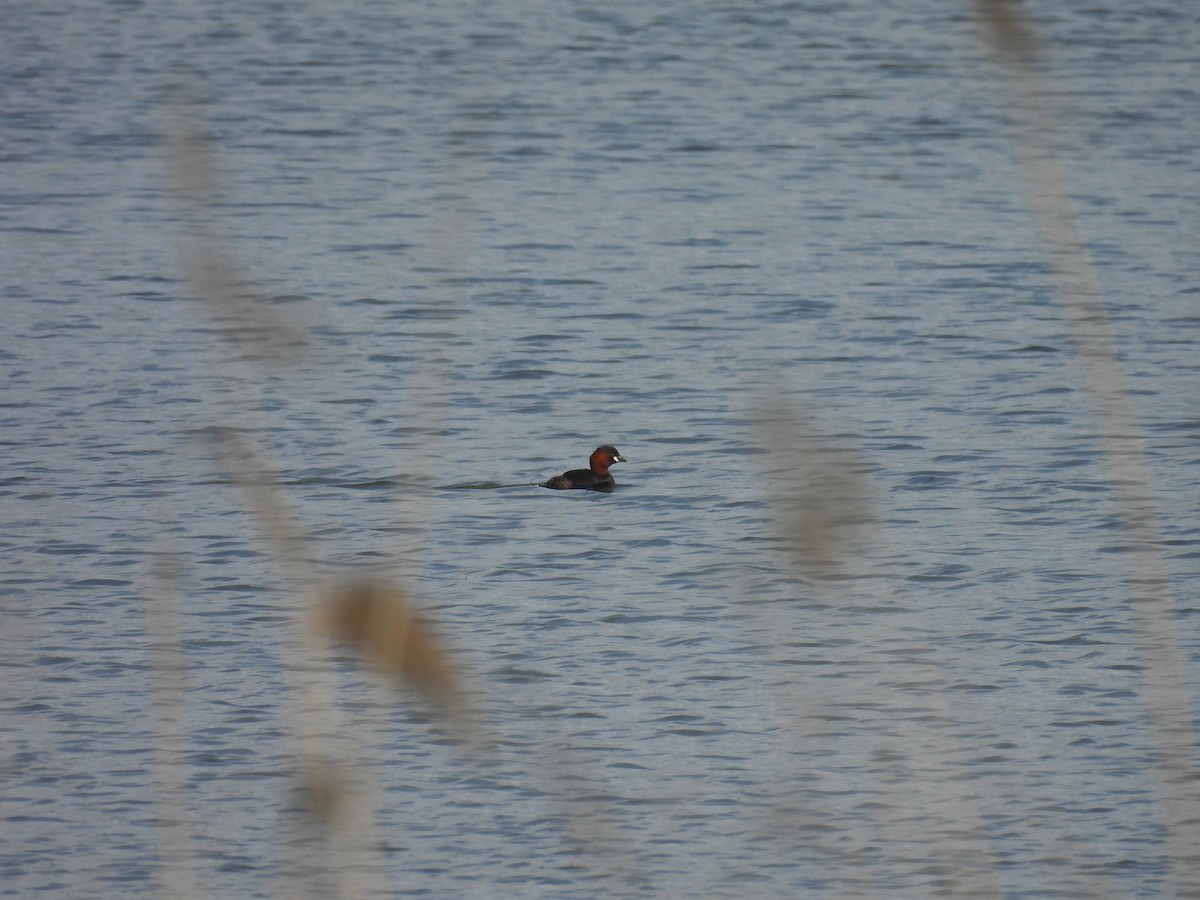 Little Grebe - ML618957841