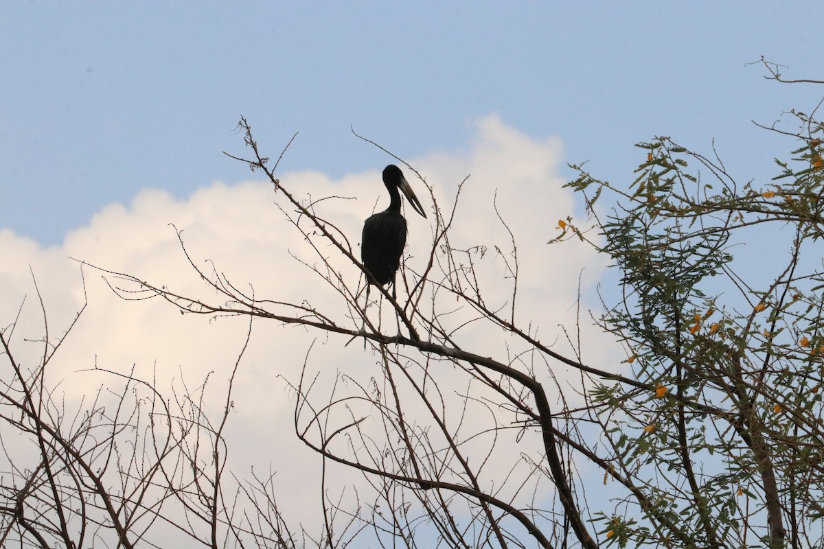 African Openbill - Nyreen Roberts