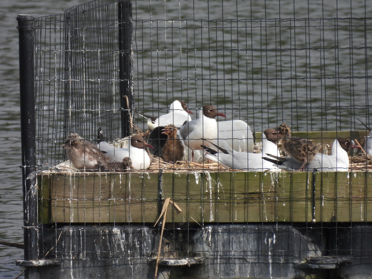 Black-headed Gull - ML618957870