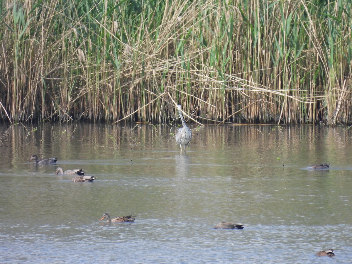 Gray Heron - ML618957884