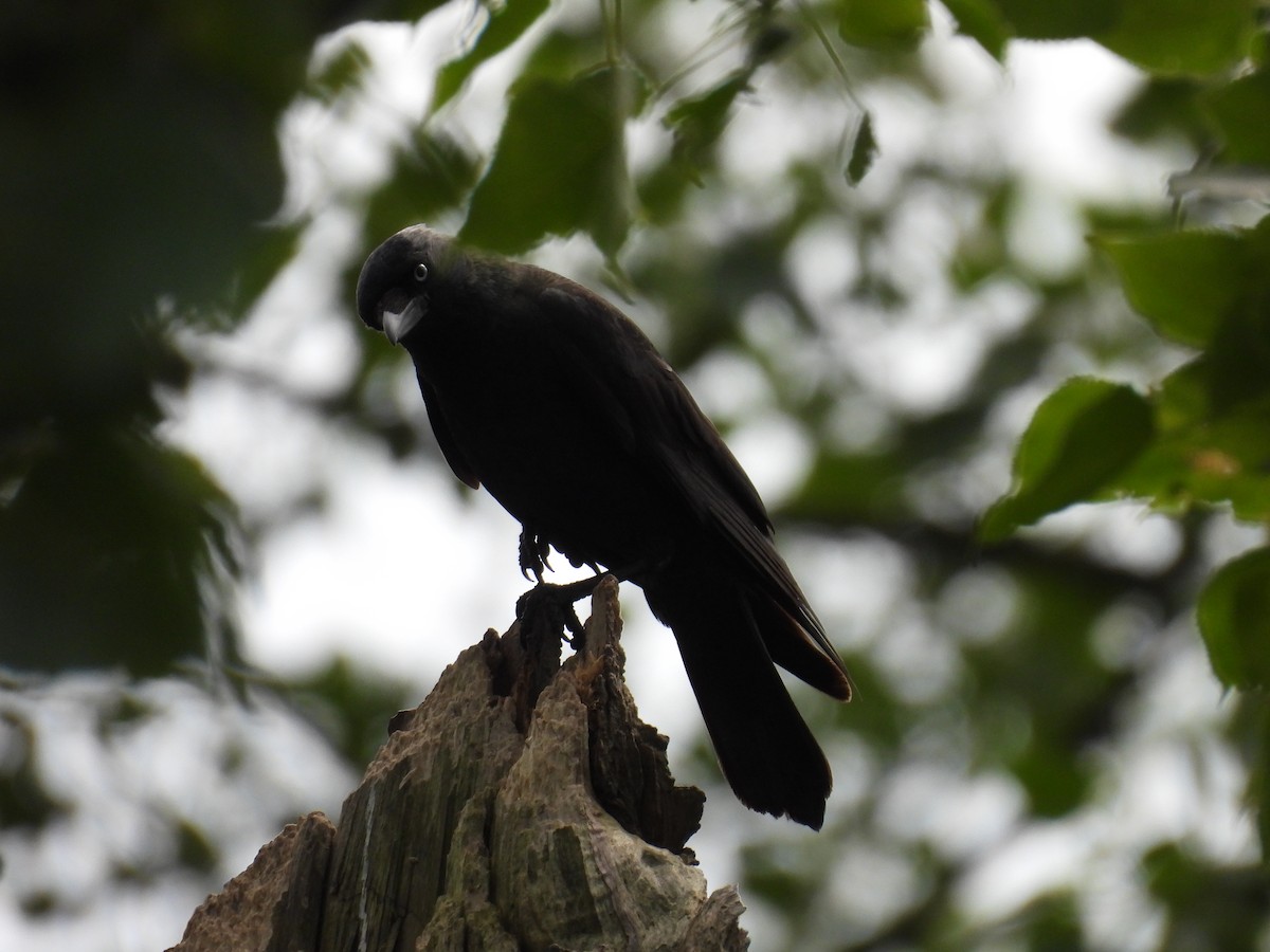 Eurasian Jackdaw - ML618957890