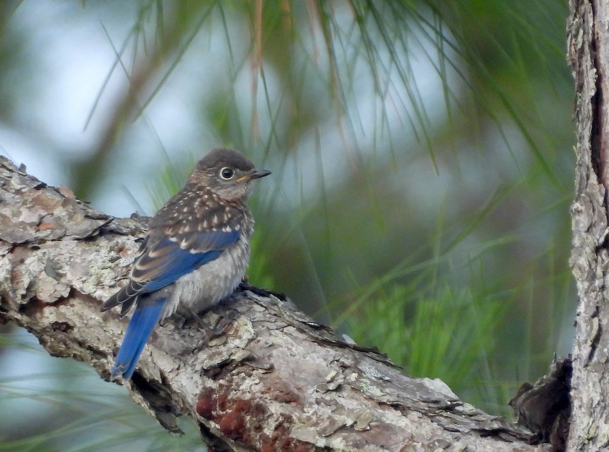 Eastern Bluebird - Christine Rowland